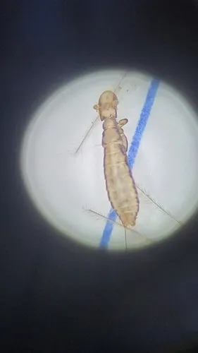 slender turkey louse