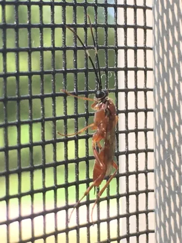 Pachysomoides fulvus