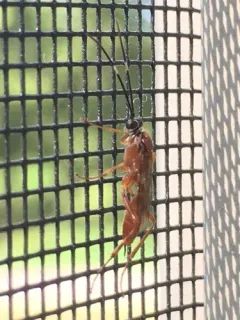 Pachysomoides fulvus thumbnail 1
