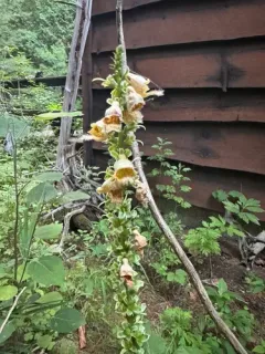 Rusty Foxglove thumbnail 2
