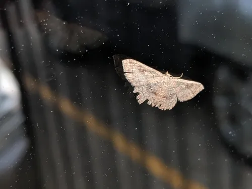 Dwarf Tawny Wave