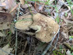 Sarcodon quercinofibulatus thumbnail 3