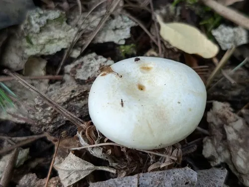 Lactarius yazooensis
