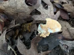 Hydnum subolympicum thumbnail 4