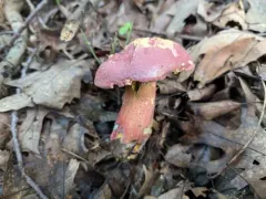 Perfumed Bolete thumbnail 4