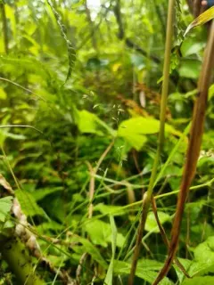 Bog Bluegrass thumbnail 3