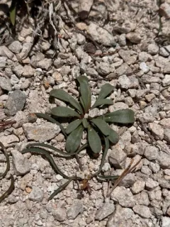 Sacajawea's Bitterroot thumbnail 3