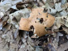 Cortinarius quercophilus thumbnail 3