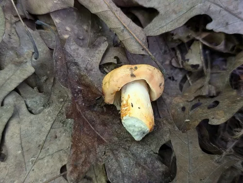 Russula luteobasis