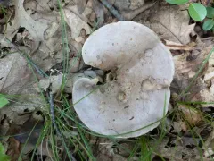 Clay-gilled Milkcap thumbnail 3