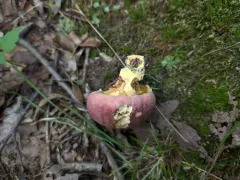 Butyriboletus roseopurpureus thumbnail 4