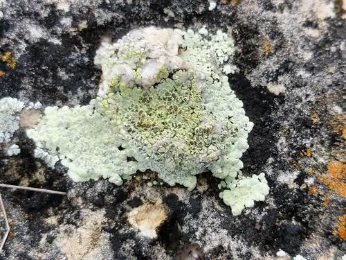 Acarospora calcarea