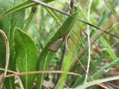 Mother-of-Pearl Moth thumbnail 2