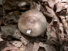 Ball Gown Amanita thumbnail 4