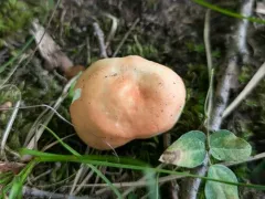 Russula subsulphurea thumbnail 3