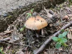 Orange Grisette thumbnail 4