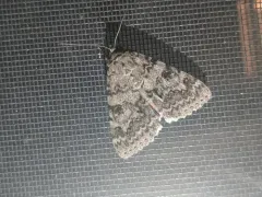 Luciana Underwing Moth thumbnail 2