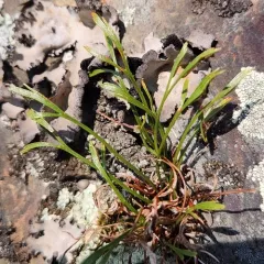 northern spleenwort thumbnail 4