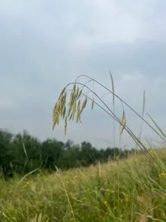 Nodding Brome thumbnail 2