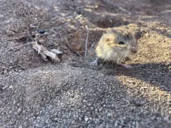 Dark Kangaroo Mouse thumbnail 1