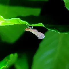 Red-fanned Planthopper thumbnail 1
