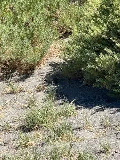 Merriam's Ground Squirrel thumbnail 4