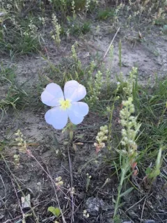 White-stem Evening Primrose thumbnail 3