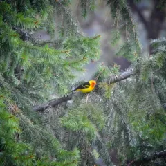 Western Tanager thumbnail 3