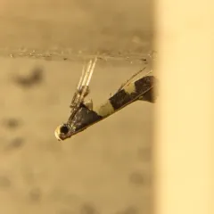 Maple Caloptilia Moth thumbnail 3