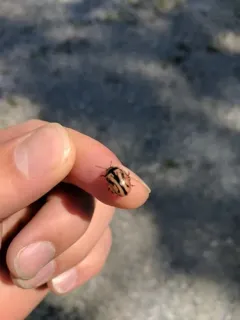 Calligrapha sigmoidea thumbnail 2