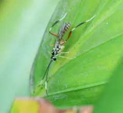 Messatoporus discoidalis thumbnail 3
