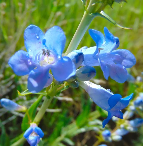 Wasatch Beardtongue