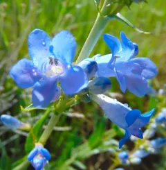 Wasatch Beardtongue thumbnail 1