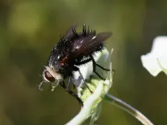 Archytas metallicus thumbnail 1