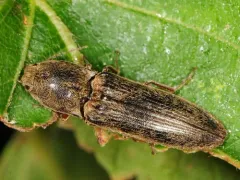 Gray Click Beetle thumbnail 4
