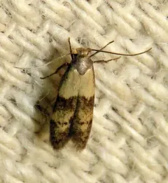 Pigritia laticapitella thumbnail 3