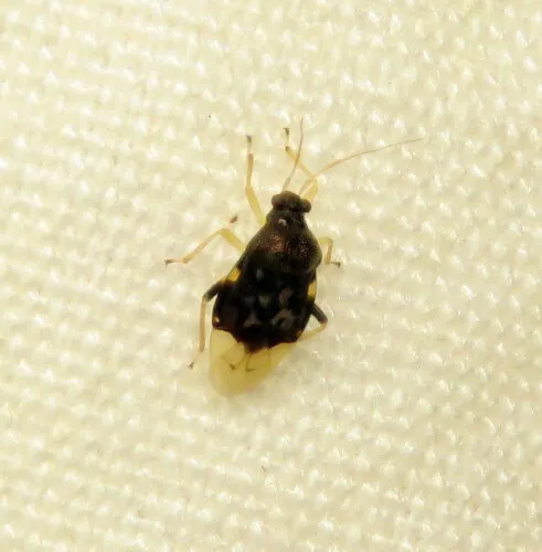 Pycnoderes dilatatus