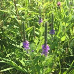 hoary vervain thumbnail 4