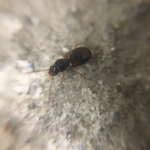 Badister notatus