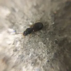 Badister notatus thumbnail 1