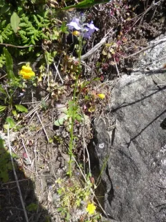 Texas toadflax thumbnail 4