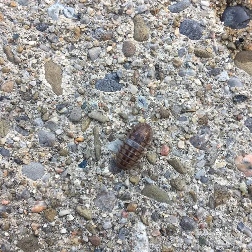Nosy Pill Woodlouse