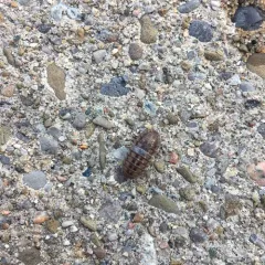 Nosy Pill Woodlouse thumbnail 1