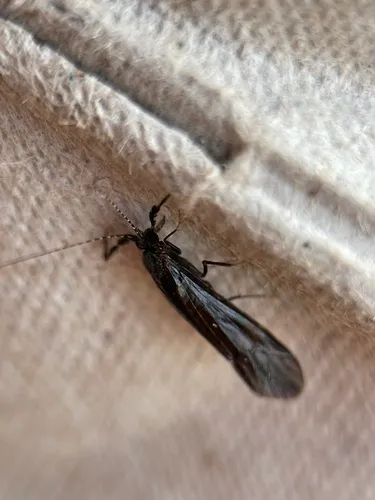 Ceraclea punctata
