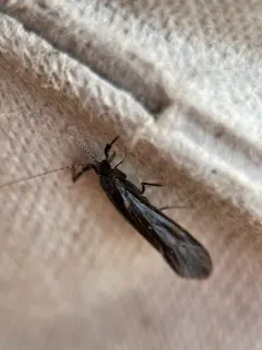 Ceraclea punctata thumbnail 1