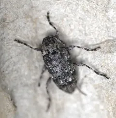 Six-speckled Long-horned Beetle thumbnail 2
