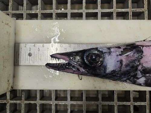 Black Scabbardfish
