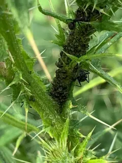 Plum-thistle Aphid thumbnail 3