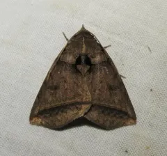 Black Bit Moth thumbnail 3