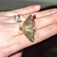 Gray-patched Prominent thumbnail 4